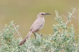 LeConte's Thrasher